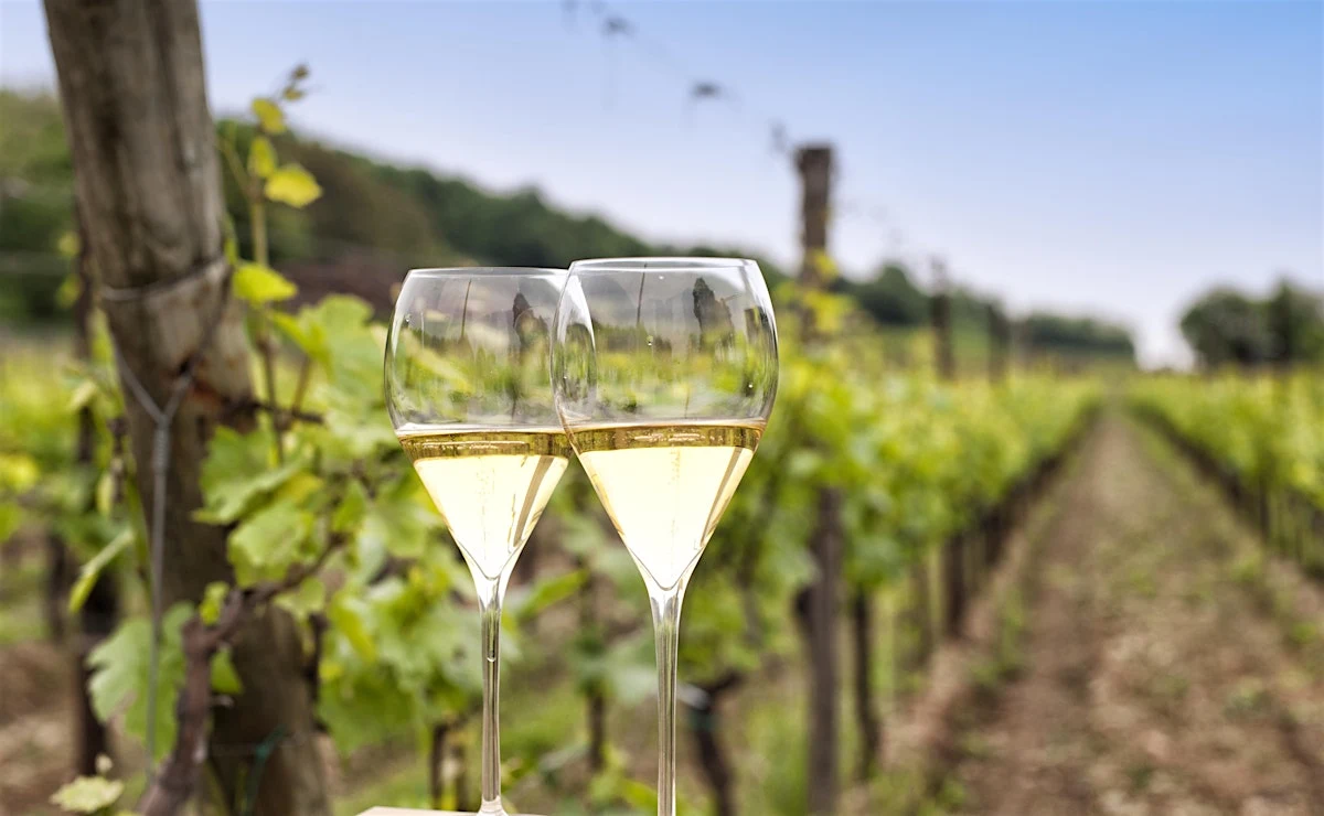 La grande purezza — degustazione Franciacorta Dosaggio Zero